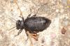 Meloe mediterraneus